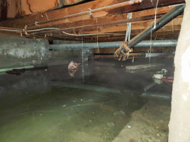 Best Basement water damage restoration  in Glassport, PA